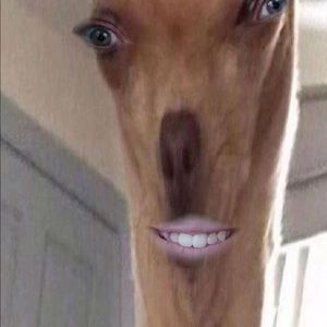 Meet your Posher, Sophie